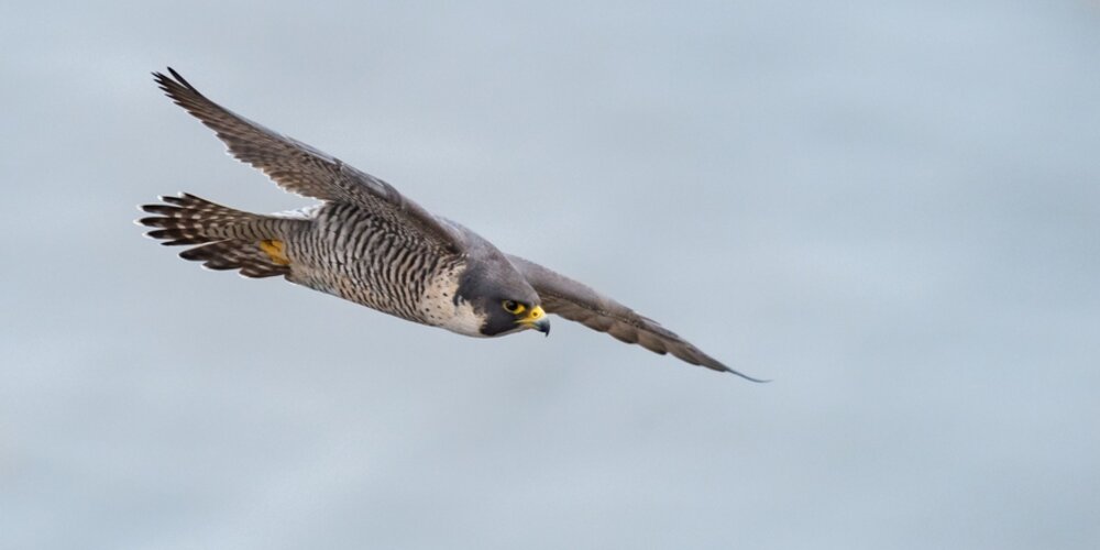 Legal eagle: dual roles, dual risks: freight forwarders as transporters and insurance arrangers