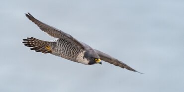 TT Talk: Legal Eagle - Places of Refuge and Risk Management