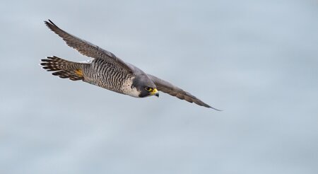 TT Talk - Legal eagle: Fire reinforced as a maritime defence