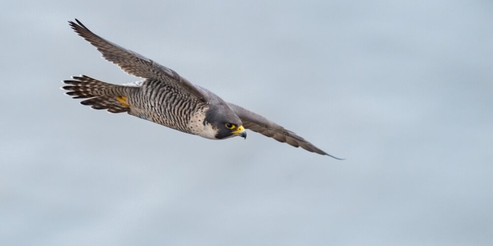 legal eagle peregrine